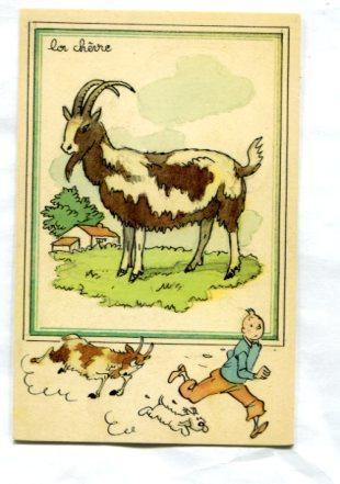 Tintin: Postal Didactica del 1943 : Modelo La chevre