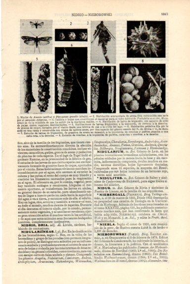 LAMINA V50740: Macho de Amicta y habitaciones de larvas