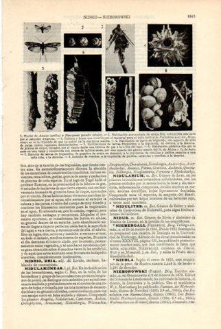 LAMINA V50740: Macho de Amicta y habitaciones de larvas
