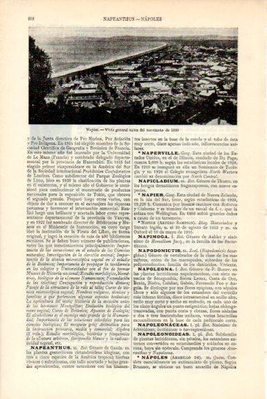 LAMINA V50732: Vista de Napier, Nueva Zelanda antes del terremoto de 1930