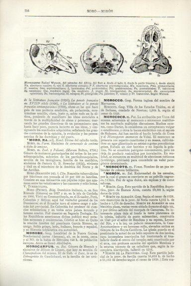 LAMINA V50715: Mormosaurus Seeley Watson del pernico de Africa del Sur