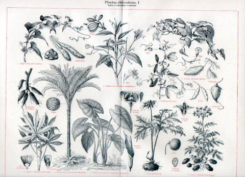 LAMINA V50859: Tallos y tuberculos feculentos, Plantas alimenticias