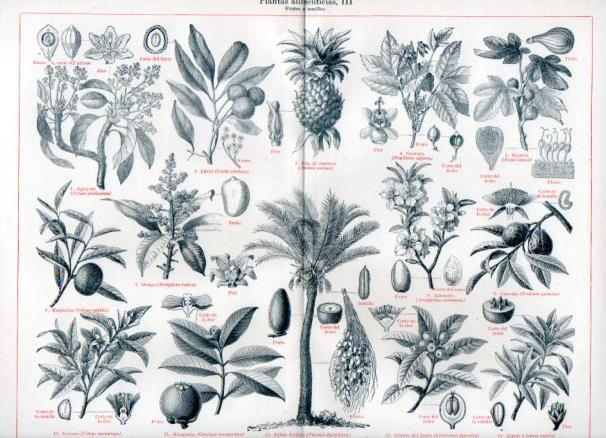 LAMINA V50860: Frutos y semillas, Plantas alimenticias