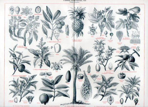 LAMINA V50860: Frutos y semillas, Plantas alimenticias
