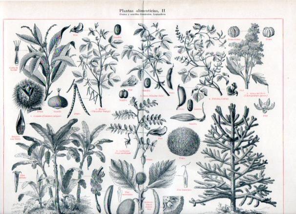 LAMINA V50861: Frutos y semillas feculentos. Legumbres. Plantas alimenticias