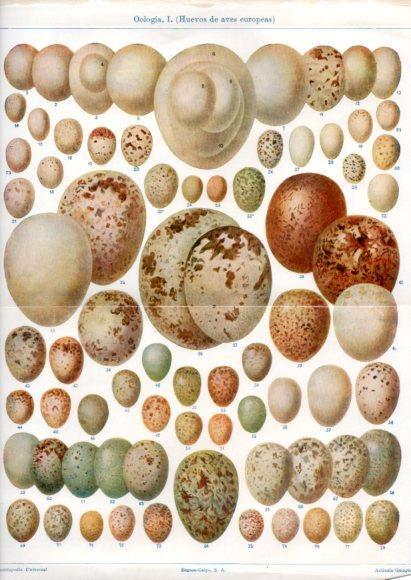LAMINA V50876: Huevos de aves europeas. Oologia I