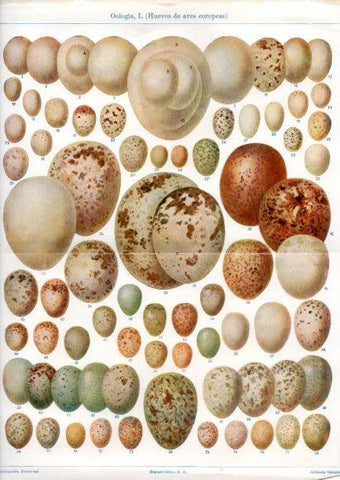 LAMINA V50876: Huevos de aves europeas. Oologia I