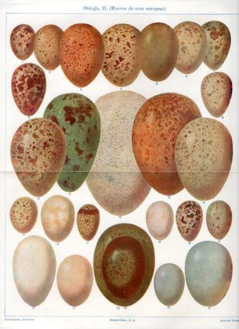 LAMINA V50875: Huevos de aves europeas. Oologia II