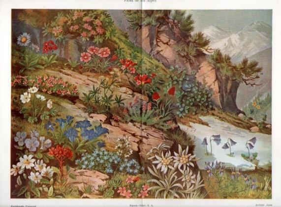 LAMINA V50871: Flora de los Alpes