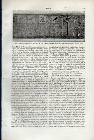 LAMINA V50548: Papirus jeroglifico, transformacion del alma humana