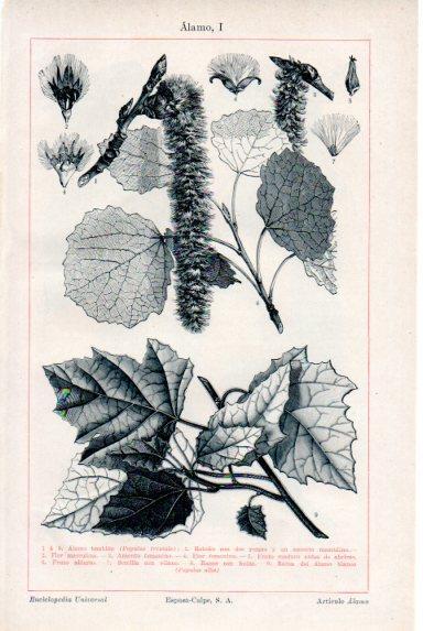 LAMINA V50582: Alamo I