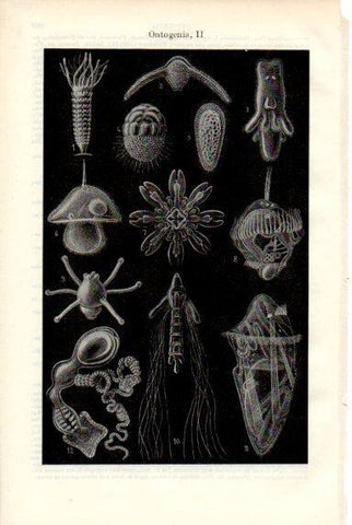 LAMINA V50559: Ontogenia II