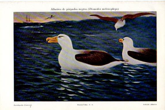 LAMINA V50598: Albatros de parpados negros