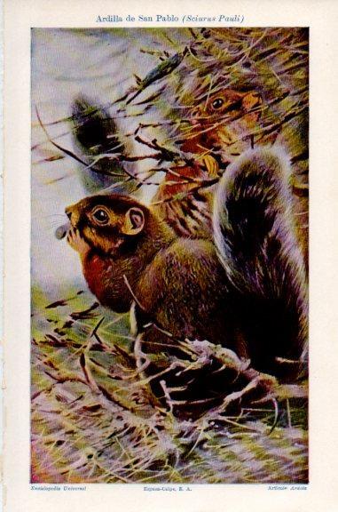 LAMINA V51234: Ardilla de San Pablo o Sciurus Pauli