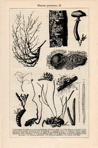 LAMINA V51226: Plantas parasitas II