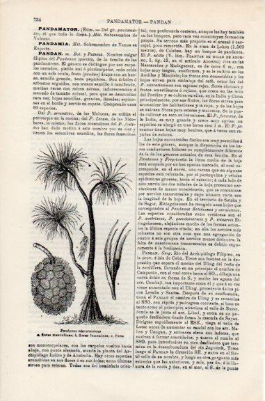 LAMINA V51169: Pandanus oronatus