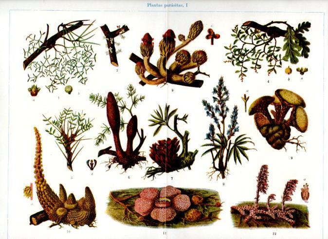 LAMINA V51320: Plantas parasitas I