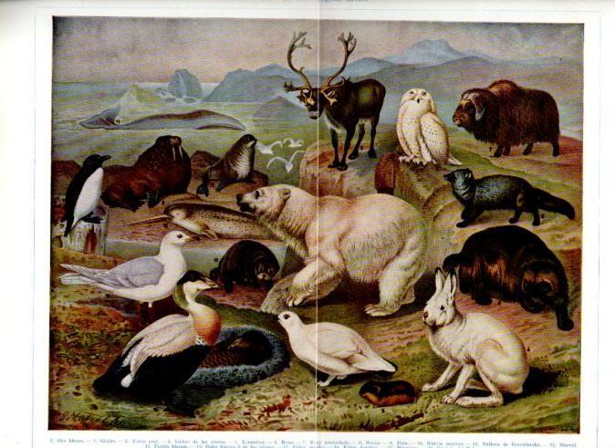 LAMINA V51324: Fauna de la region artica
