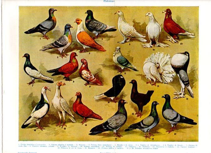 LAMINA V51328: Tipos de palomas
