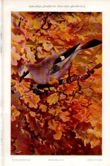LAMINA V51292: Arrendajo glandivoro o Garrulus glandarius