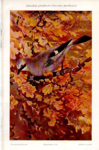 LAMINA V51292: Arrendajo glandivoro o Garrulus glandarius