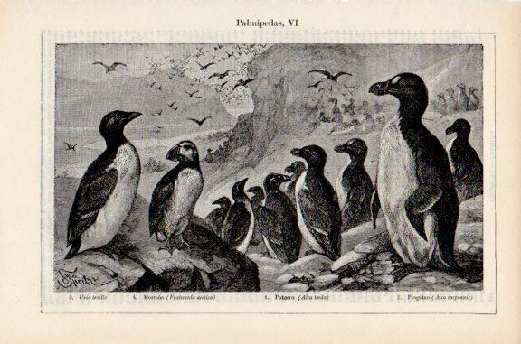 LAMINA V51115: Palmipedas VI