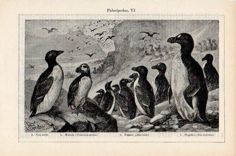 LAMINA V51115: Palmipedas VI