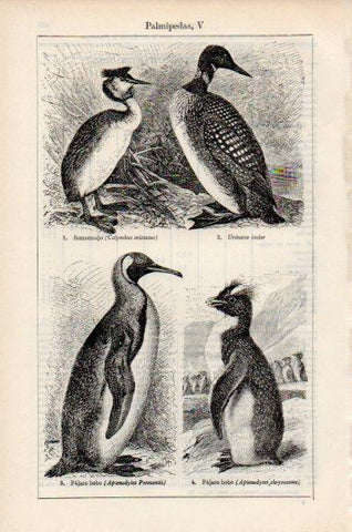 LAMINA V51114: Palmipedas V