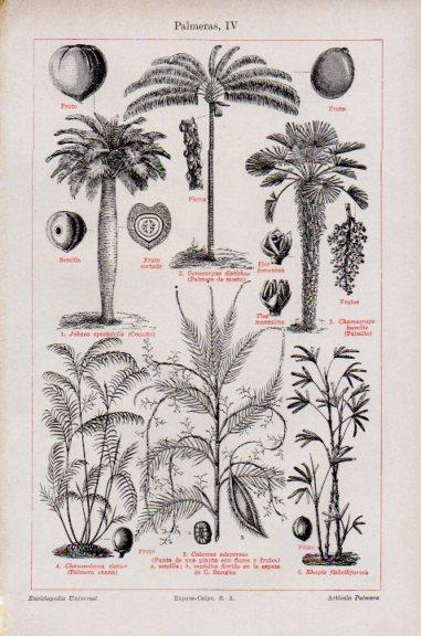 LAMINA V51110: Palmeras IV