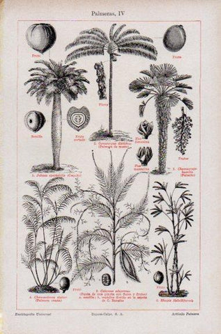 LAMINA V51110: Palmeras IV