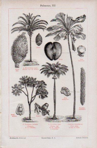 LAMINA V51109: Palmeras III
