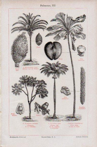 LAMINA V51109: Palmeras III