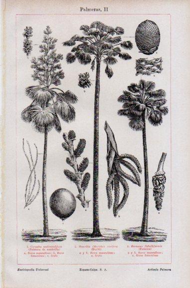 LAMINA V51108: Palmeras II 