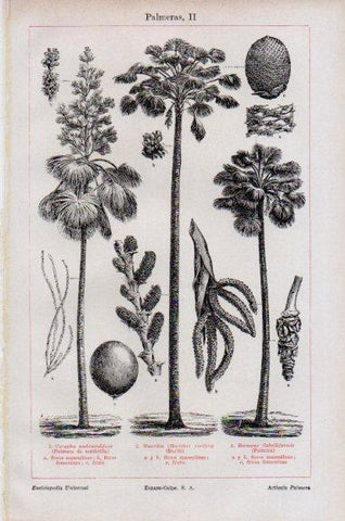 LAMINA V51108: Palmeras II 