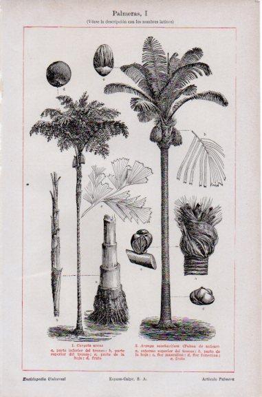 LAMINA V51107: Palmeras I