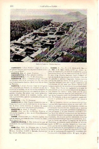 LAMINA V51709: Oasis de Laghouat, Sahara argelino