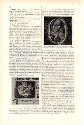 LAMINA V51706: La letra O con la figura de Eolo