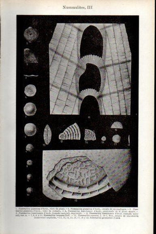 LAMINA V51687: Nummulites III