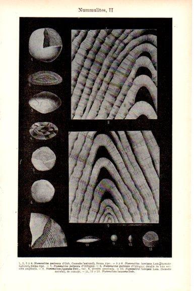LAMINA V51686: Nummulites II