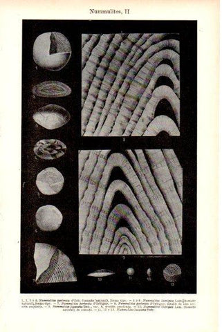 LAMINA V51686: Nummulites II