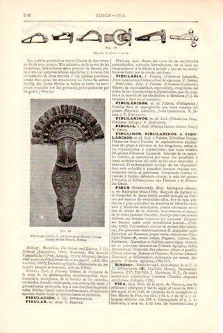 LAMINA V51619: Fibula germanica hallada en Nocera Umbra