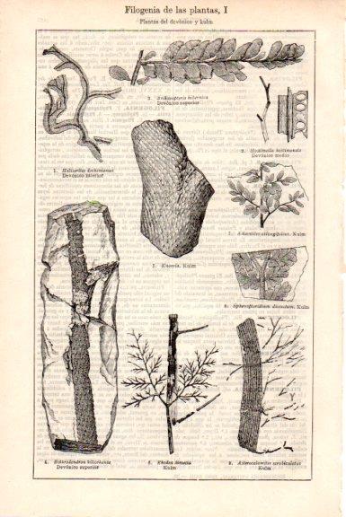 LAMINA V51648: Filogenia de las plantas del devonico y kulm