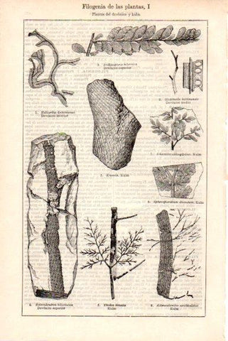 LAMINA V51648: Filogenia de las plantas del devonico y kulm