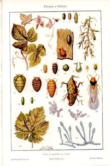 LAMINA V51655: Filoxera y Oidium