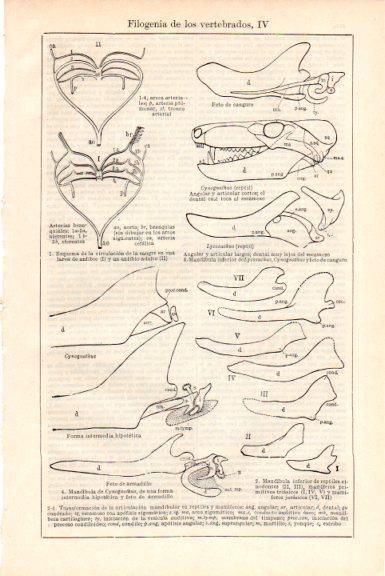 LAMINA V51653: Filogenia de los vertebrados IV