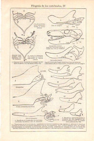 LAMINA V51653: Filogenia de los vertebrados IV