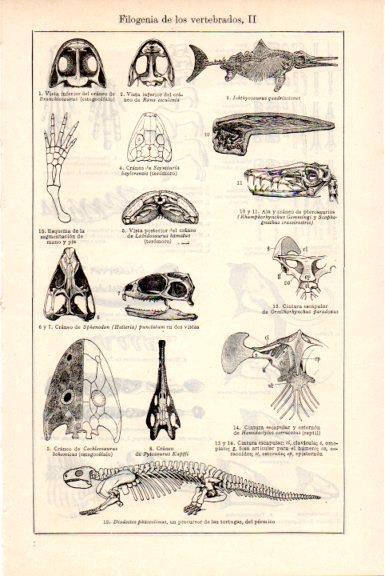 LAMINA V51652: Filogenia de los vertebrados II