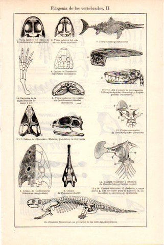 LAMINA V51652: Filogenia de los vertebrados II
