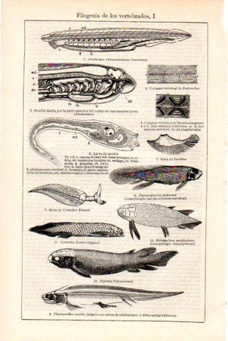 LAMINA V51651: Filogenia de los vertebrados I