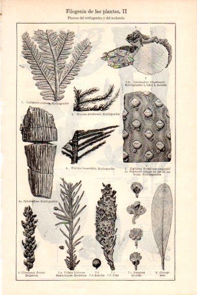 LAMINA V51649: Filogenia de las plantas del rotliegendes y del zechstein
